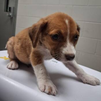 Mixed Breed Dogs Available for Adoption in Lufkin, Texas - Demeter | PetCurious