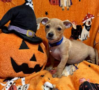 Linus -  Chiweenie Dog for Adoption in Corona, California - Linus | PetCurious