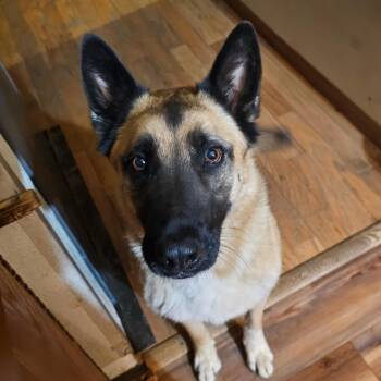 Belgian Shepherd Malinois Dogs Available for Adoption in Mount Vernon, Arkansas - Otto | PetCurious