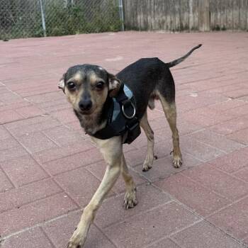 Fritz -  Chihuahua Dog for Adoption in Spring, Texas - Fritz | PetCurious