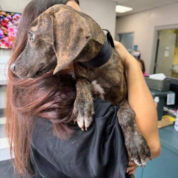 Hulk -  Mixed Breed Dog for Adoption in Walker, Michigan - Hulk | PetCurious