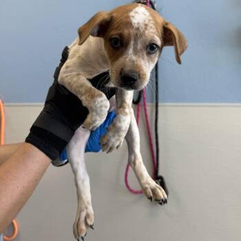 Marvin The Martian -  Mixed Breed Dog for Adoption in Las Cruces, New Mexico - Marvin The Martian | PetCurious