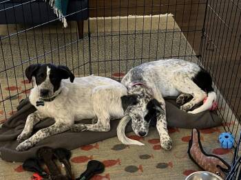Australian Cattle Dog Blue Heeler and Border Collie Dogs Available for Adoption in Lafayette, Colorado - Tata | PetCurious
