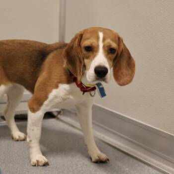 Othello -  Beagle Dog for Adoption in Briarcliff Manor, New York - Othello | PetCurious
