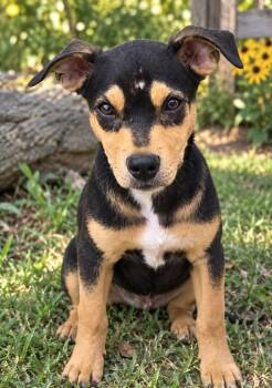 Amanda -  Miniature Pinscher Dog for Adoption in Brownstown, Indiana - Amanda | PetCurious