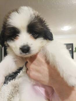 Great Pyrenees and Anatolian Shepherd Dogs Available for Adoption in Holly Springs, North Carolina - Tiana - Disney Litter | PetCurious