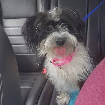 Shih Tzu Dogs Available for Adoption in Waterford, New Jersey - THOMAS | PetCurious