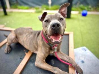 American Bulldog Dogs Available for Adoption in Lakeland, Florida - Archer | PetCurious