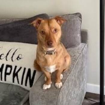 Chihuahua Dogs Available for Adoption in Fort Worth, Texas - Lola | PetCurious