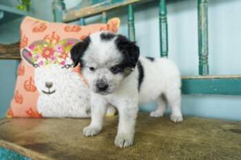 Beach Towel -  Fox Terrier and Anatolian Shepherd Dog for Adoption in San Antonio, Texas - Beach Towel | PetCurious