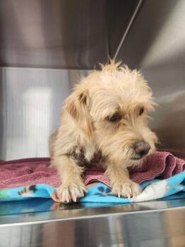 Milhouse -  Border Terrier Dog for Adoption in Kingman, Arizona - Milhouse | PetCurious