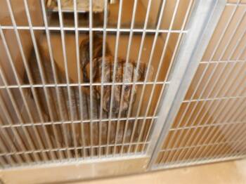 Rescue Beagle and Mixed Breed Dogs for Adoption in San Jose, California - TIGER | PetCurious