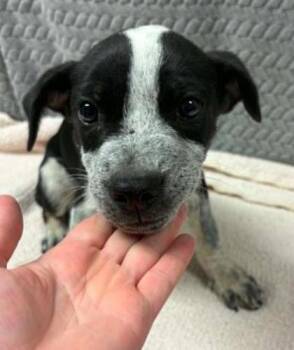 Campfire -  Mixed Breed Dog for Adoption in Lampasas, Texas - Campfire | PetCurious