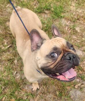 Chantilly -  French Bulldog Dog for Adoption in Lorida, Florida - Chantilly | PetCurious