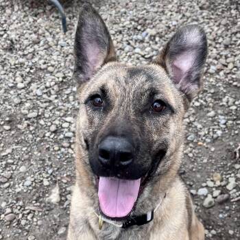 Dutch Shepherd Dogs Available for Adoption - Yara  | PetCurious