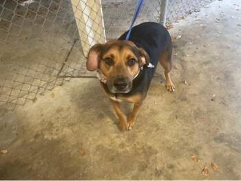 Mixed Breed Dogs Available for Adoption - BAILEY | PetCurious