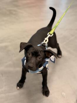 Ori -  Mixed Breed Dog for Adoption in Madison, Wisconsin - Ori | PetCurious