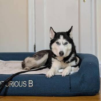 Siberian Husky Dogs Available for Adoption - AURORA  | PetCurious