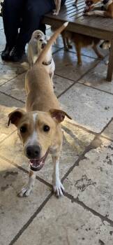 Rescue Dachshund Dogs for Adoption in Richmond, Texas - Wren | PetCurious