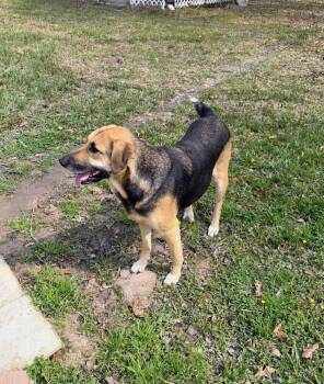 Labrador Retriever and Shepherd Dogs Available for Adoption in Silsbee, Texas - Patty | PetCurious