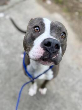 Pit Bull Terrier and Mixed Breed Dogs Available for Adoption in New Orleans, Louisiana - Howlie | PetCurious
