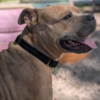 Mixed Breed Dogs Available for Adoption in Middleburg, Florida - Coco 28185 | PetCurious