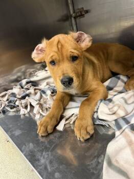 A479916 -  Staffordshire Bull Terrier Dog for Adoption in Oklahoma City, Oklahoma - A479916 | PetCurious