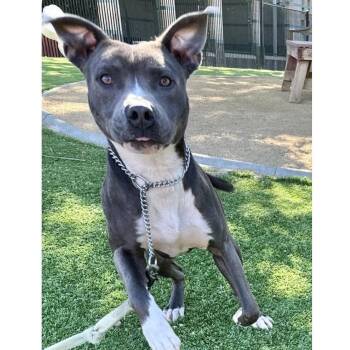 Hunter - ECAS -  Pit Bull Terrier and Mixed Breed Dog for Adoption in Pleasanton, California - Hunter - ECAS | PetCurious