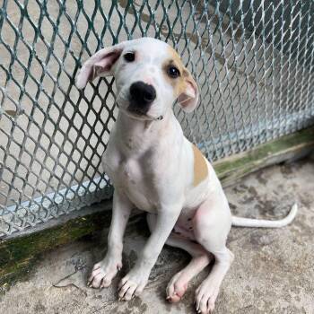 Rescue Mixed Breed Dogs for Adoption in Vaughan, Ontario - Howie | PetCurious