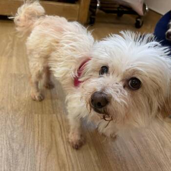 Maltese Dogs Available for Adoption in San Francisco, California - Betty 13961 | PetCurious