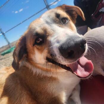 Mixed Breed and Beagle Dogs Available for Adoption in North Battleford, Saskatchewan - Milfred | PetCurious