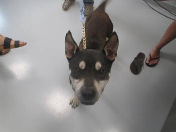 Pit Bull Terrier Dogs Available for Adoption in Ocala, Florida - A382877 | PetCurious