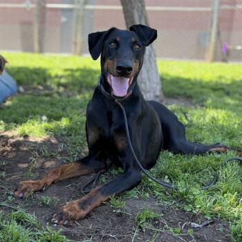 ZEUS -  Doberman Pinscher Dog for Adoption in Modesto, California - ZEUS | PetCurious