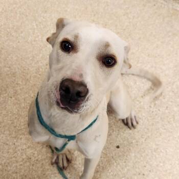 Whispy -  Pit Bull Terrier Dog for Adoption in Reno, Nevada - Whispy | PetCurious