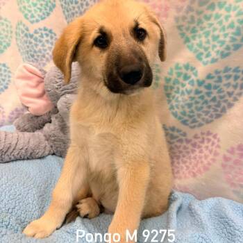 Pongo -  German Shepherd Dog Dog for Adoption in Dandridge, Tennessee - Pongo | PetCurious