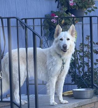 Bixby -  German Shepherd Dog Dog for Adoption in Jamesville, New York - Bixby | PetCurious