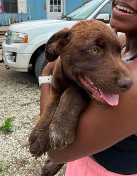 Finn -  Australian Cattle Dog Blue Heeler and Black Labrador Retriever Dog for Adoption in Manhattan, Kansas - Finn | PetCurious