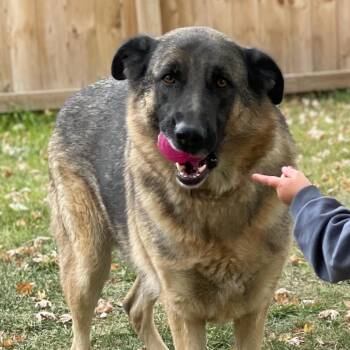 Bear -  German Shepherd Dog Dog for Adoption in Grand Rapids, Minnesota - Bear | PetCurious