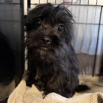 Doxie -  Terrier and Mixed Breed Dog for Adoption in Montgomery, Texas - Doxie | PetCurious