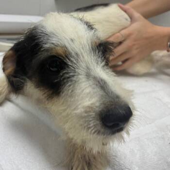 Ralphie -  Terrier and Mixed Breed Dog for Adoption in Corpus Christi, Texas - Ralphie | PetCurious