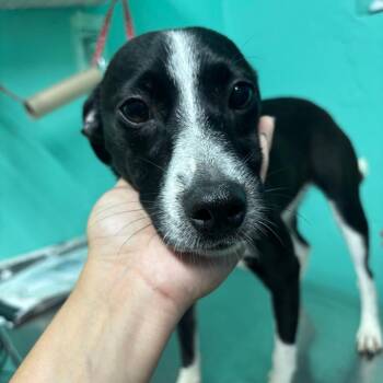 Cherie -  Mixed Breed Dog for Adoption in Guaynabo, Guaynabo - Cherie | PetCurious