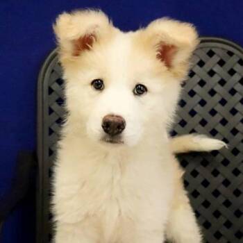 Siberian Husky Dogs Available for Adoption in Fort Davis, Texas - Alaska | PetCurious