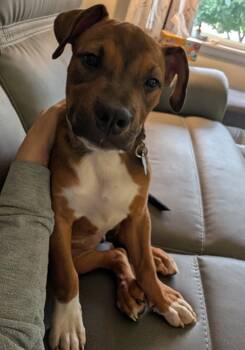 Ruby -  Boxer Dog for Adoption in Aurora, Illinois - Ruby | PetCurious
