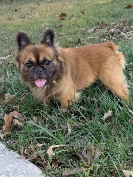 Deuce -  French Bulldog Dog for Adoption in Baker, Louisiana - Deuce | PetCurious