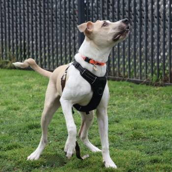 Hound and Pit Bull Terrier Dogs Available for Adoption in Oakland, California - Leroy | PetCurious