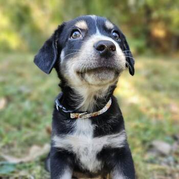 Christopher Robin -  Mixed Breed Dog for Adoption in Festus, Missouri - Christopher Robin | PetCurious