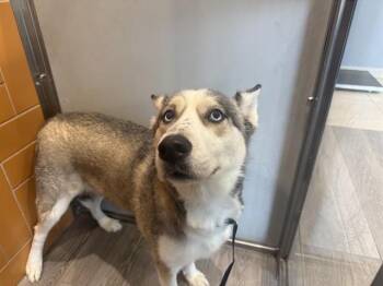 PATRICIA -  Siberian Husky Dog for Adoption in Rowlett, Texas - PATRICIA | PetCurious
