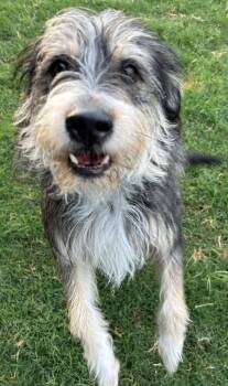 Hobi -  Terrier and Schnauzer Dog for Adoption in Dallas, Texas - Hobi | PetCurious