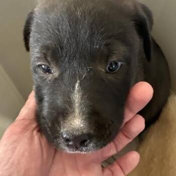 Terrier and Mixed Breed Dogs Available for Adoption in Marshall, Texas - Iris | PetCurious