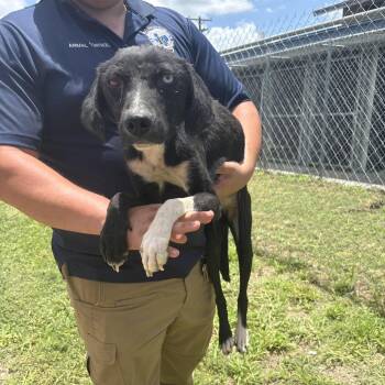 Sadie -  Terrier and Retriever Dog for Adoption in Austin, Texas - Sadie | PetCurious